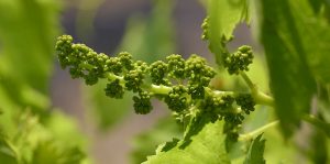 Baby Shiraz Grapes 2019