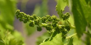 Baby Shiraz Grapes 2019