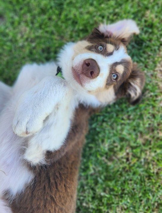 pet-puppy-policy-dogs-laughing-jack-wines-barossa-valley-cellar-door-winery